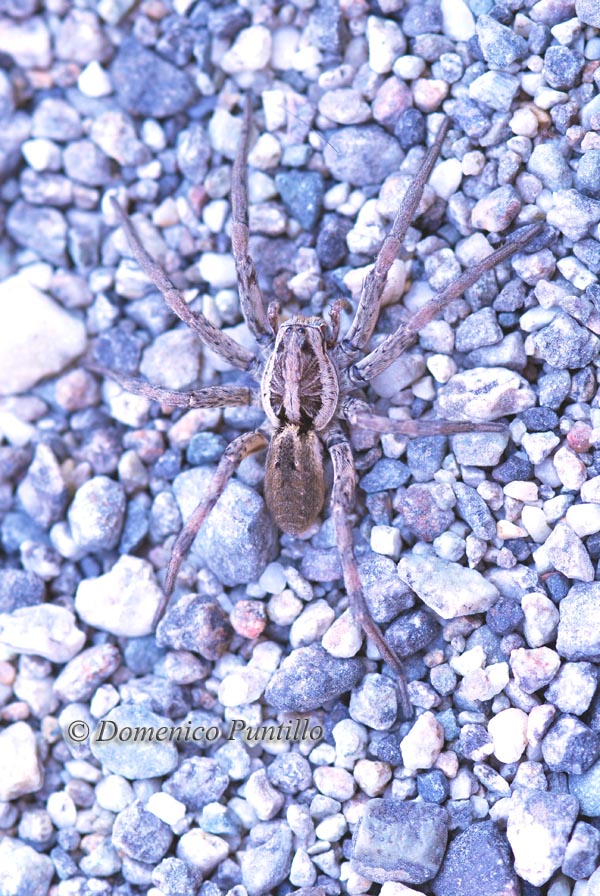 Lycosa sp e Hogna radiata